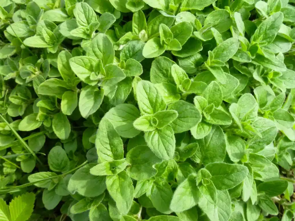 نحوه تشخیص گل اورگانو با کیفیت 1 ویژگیهای گل اورگانو با کیفیت بالا